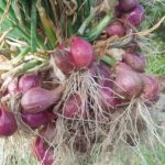 Company Profile PT Mazelta Dakara Perdana (Agri)