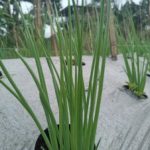 Company Profile PT Mazelta Dakara Perdana (Agri)