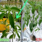 Company Profile PT Mazelta Dakara Perdana (Agri)