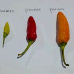 Company Profile PT Mazelta Dakara Perdana (Agri)