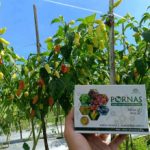 Company Profile PT Mazelta Dakara Perdana (Agri)