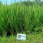 Company Profile PT Mazelta Dakara Perdana (Agri)