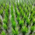 Company Profile PT Mazelta Dakara Perdana (Agri)